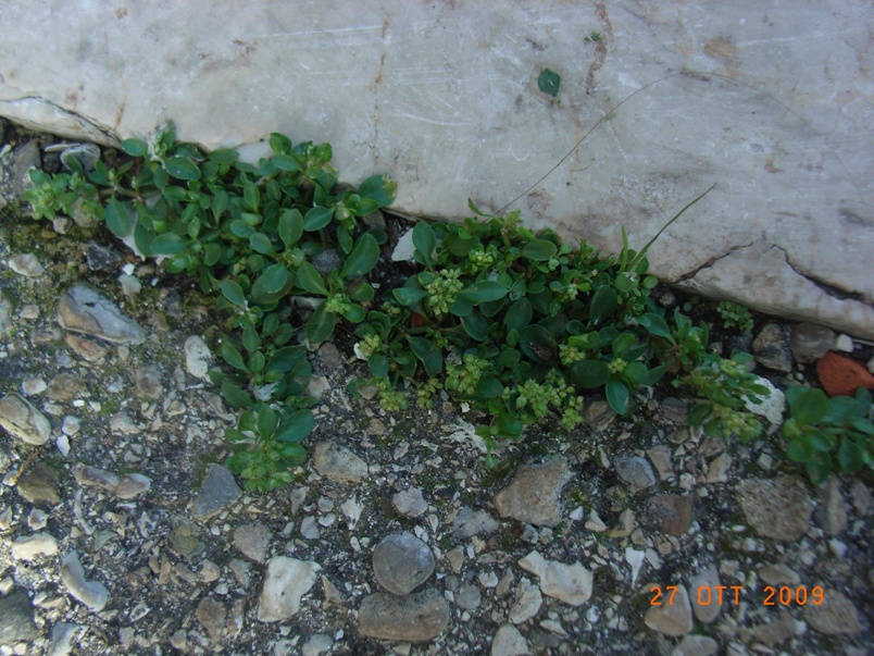 Polycarpon tetraphyllum